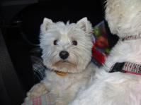 Klik op de foto voor groter formaat